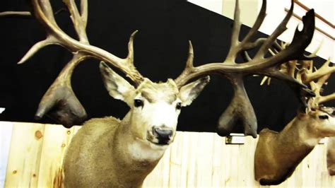 World Record Mule Deer Sheds Youtube