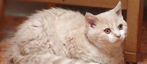 Selkirk Rex Cat Breed Information Characteristics And Facts Pet Side