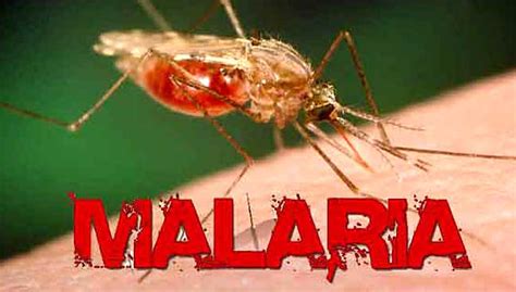 Langkah untuk mewujudkan malaysia sebagai negara yang bebas dari penyakit berjangkit menyuntik vaksin pada masyarakat. Kes malaria di Sabah meningkat lebih 170% | Free Malaysia ...