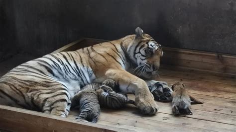 Siberian Tiger Gives Birth To Adorable Quadruplets In Ne China Cgtn