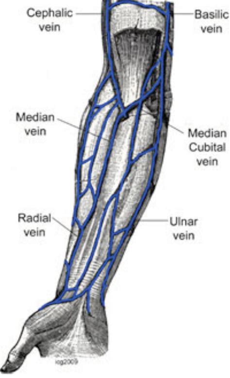 Veins Of The Arm Anatomía Biologia Molecular Anatomia Brazo