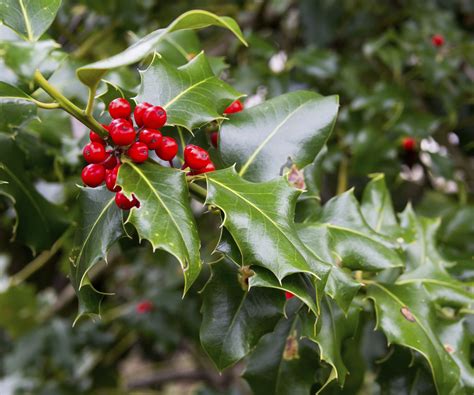 Details of atlantic aviation group, business aircraft maintenance provider, including contacts, airport locations and aircraft types serviced. 4 Top Types of Holly For Christmas - Atlantic Maintenance ...
