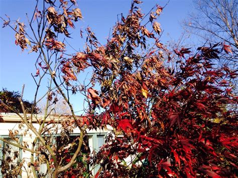 Japanese Maple Winter Damage