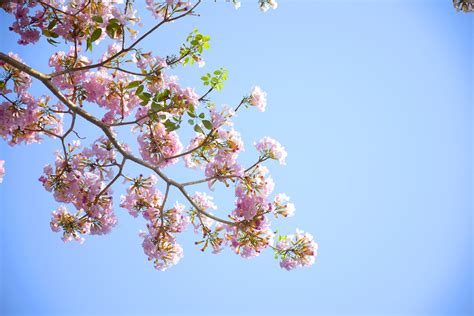 Free Images Sky Flower Tree Branch Flora Botany Cherry Blossom