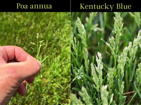 How To Prevent And Get Rid Of Poa Annua Plant For Success