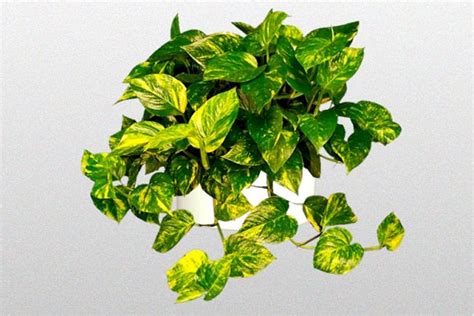 When your cat chews the leaves of the ivy arum, insoluble calcium. Plants that Grow without Sunlight | 17 Best Plants to Grow ...