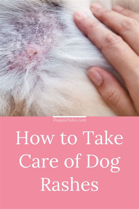 How To Take Care Of Dog Rashes Doggie Cube Dog Skin Allergies Dog
