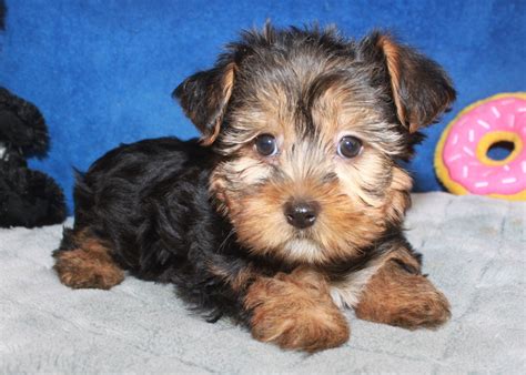 Morkie Puppies For Sale - Long Island Puppies