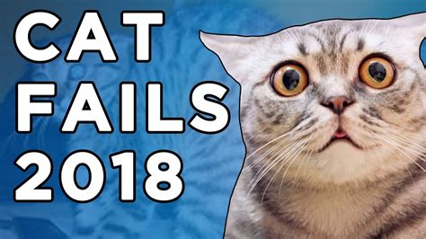 Hilarious Cats Videos 2018 Funny Fails Compilation World Cat Comedy
