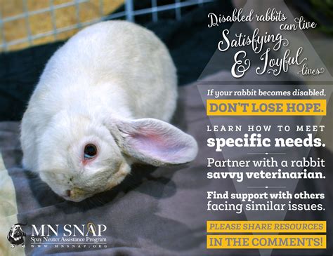 Disabled Rabbits Can Live Satisfying Joyful Lives • Disabled Rabbits