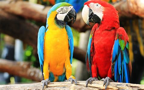 Red And Green Macaw Blue And Yellow Macaw Bird Parrot Wallpaper
