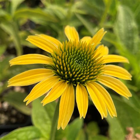 Echinacea Mellow Yellows Coneflower 4 Pot For Sale