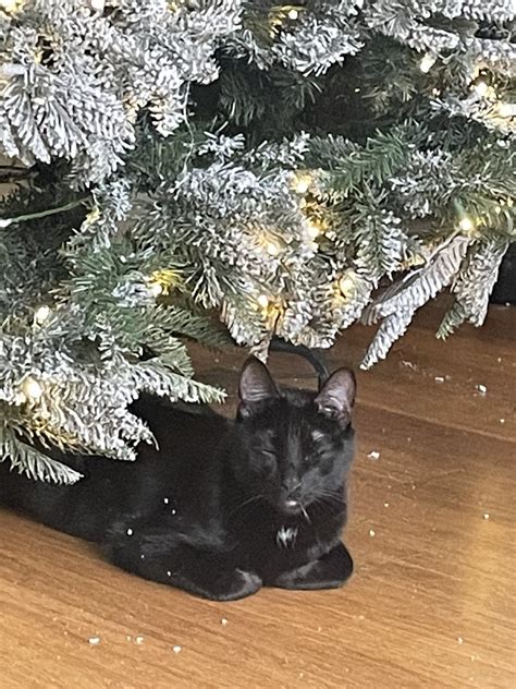 Gothams Kitten On Twitter Christmas Pussy 🐈‍⬛