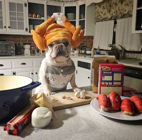 Show me pictures of english bulldogs. The Do's and Don'ts of Thanksgiving With Pets - I Can Has ...