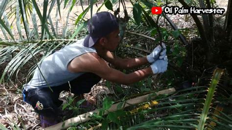 How To Palm Oil Harvesting Oil Palm Harvest Must Be Careful Because