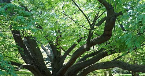 Video Great British Trees The Beech The Word Forest Organisation