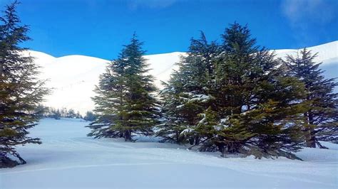 Winter Cedars Lebanon Snow Switzerlandoftheeast