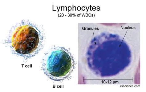 Lymphocytes Cell Diagram