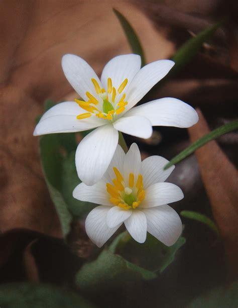 Discover West Virginia Spring Wildflowers Of The New River Gorge