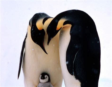 Emperor Penguins Wwf