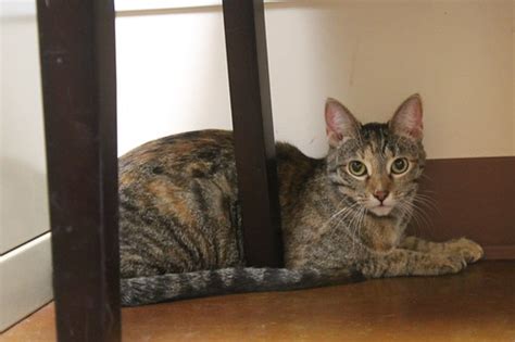 The problem is my other 3 simply will not whenever i bring a new cat into the house, i put them in my spare bedroom for a day or 2 alone with the have you tried to place a litter box just for purcilla in a 'safe' corner , with no associations with. PJ the cat hiding under a chair | Mariposa Veterinary ...