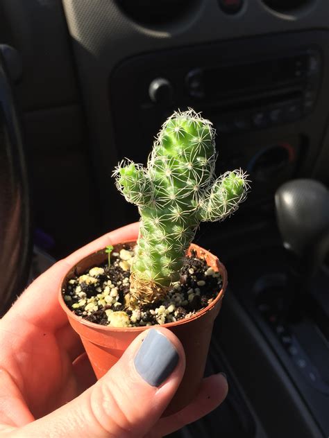 My Tiny Cactus Looks Like It Wants A Hug Cactus