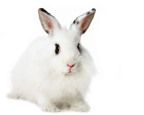 All About Animal Wildlife Cute White Rabbit Hd Wallpapers 2012 Desktop