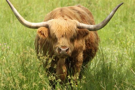 Highland Cattle The Life Of Animals