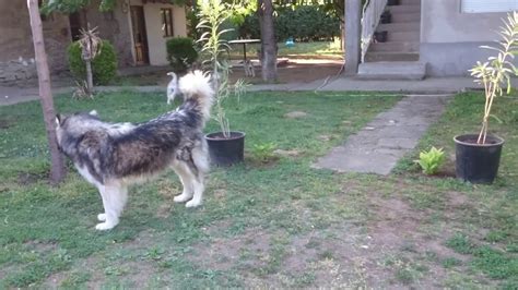 They need the opportunity to use up their energy whenever possible. GIANT puppies - Alaskan malamute- Part 2 - YouTube