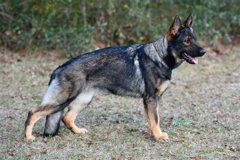 What Is A Sable German Shepherd Dog