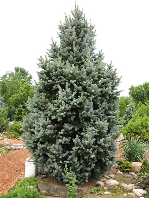 Columnar Colorado Blue Spruce Picea Pungens Iseli Fastigiata In