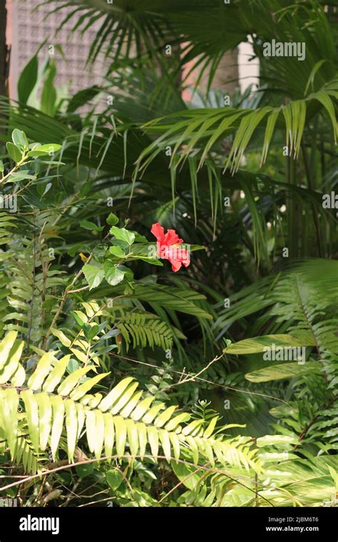 Beautiful Lush Green Tropical Plants Growing In The Overgrown Jungle