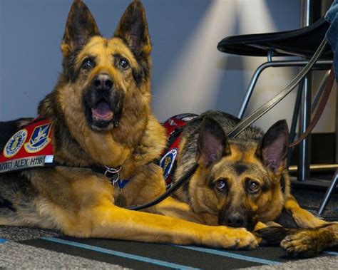 Military Working Dogs What Happens When They Retire