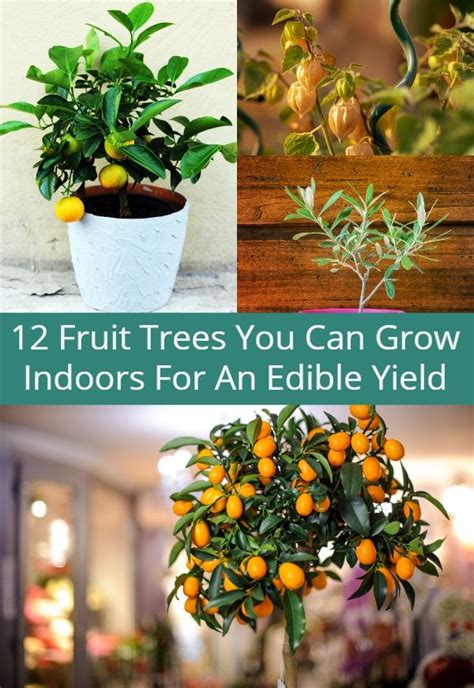 12 Fruit Trees You Can Grow Indoors For An Edible Yield Indoor Fruit Trees Indoor Fruit