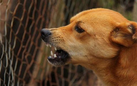 Rabia En Perros Contagio Síntomas Y Prevención Mascota Y Salud