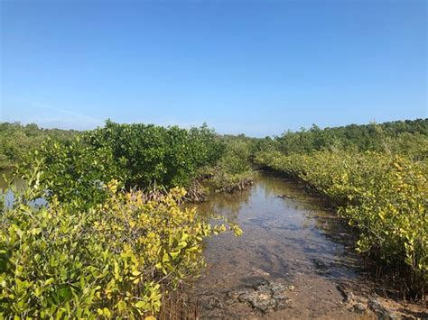 New mahogany hammock state botanical site. Dagny Johnson Key Largo Hammock Botanical State Park ...