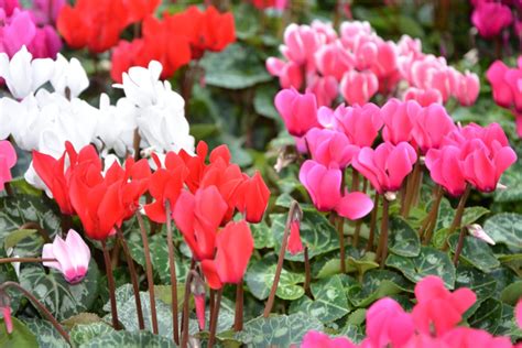 Cyclamen Tips And Guidance For The Best Possible Care