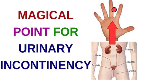 Acupressure Points For Urinary Problemsurinary Incontinenceacupressure For Urine Control