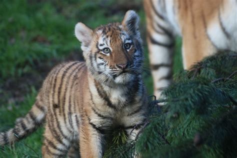 Endangered Amur Tiger Cubs Born At Dublin Zoo Dublin Zoo