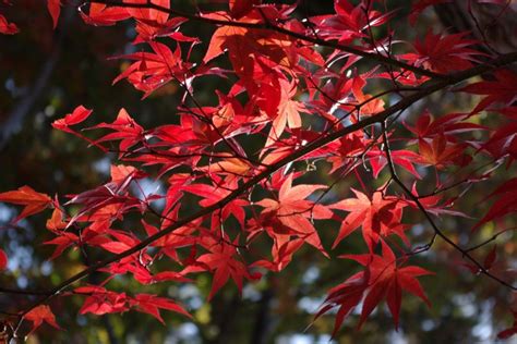 Autumn Colors in Japan 2011