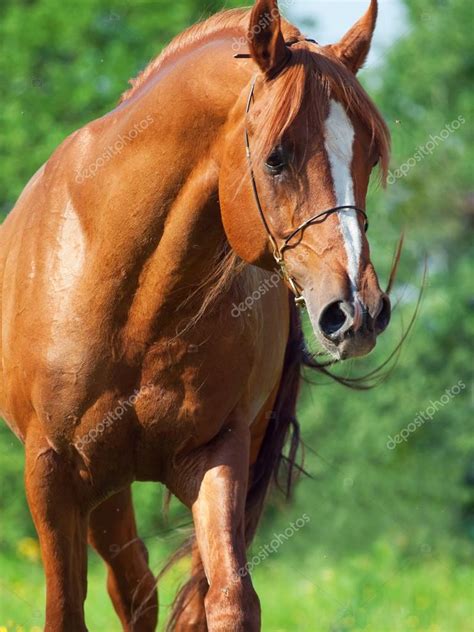 We did not find results for: Portrait of chestnut arabian horse in motion — Stock Photo ...