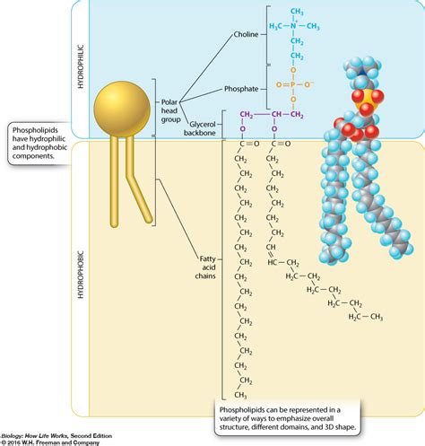 Solved Phospholipids Have Hydrophilic And Hydrophobic