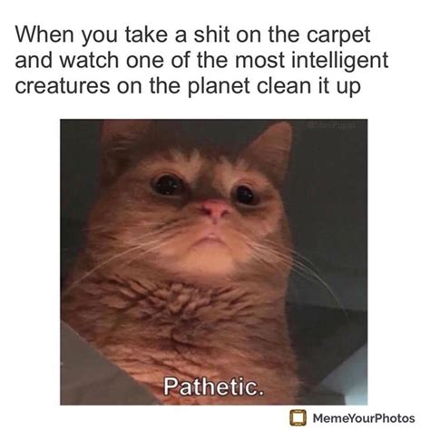 You Have Decided Here Are The Best Cat Memes Of The Decade Top 100 51