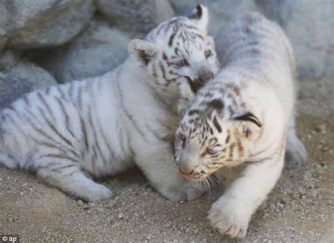 Rare White Tiger Cubs Debut In Japan At Tokyo Zoo Daily Mail Online