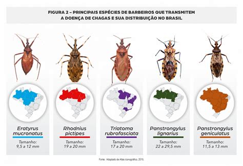 Doença De Chagas Vetor