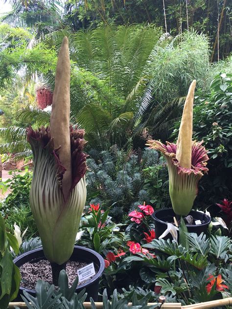 And for most people, the chance to see this rare endangered plant bloom will only come once in a lifetime. Corpse Flower individual plants only bloom every 5-10 ...