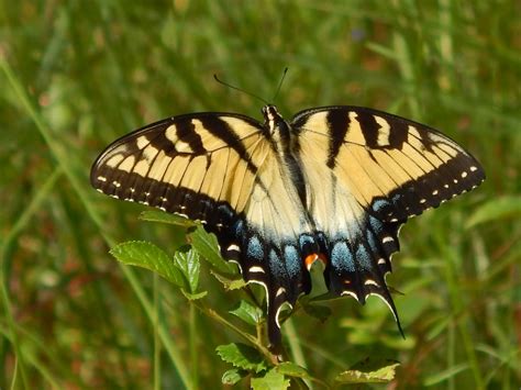 Eastern Swallowtail Birds And Blooms