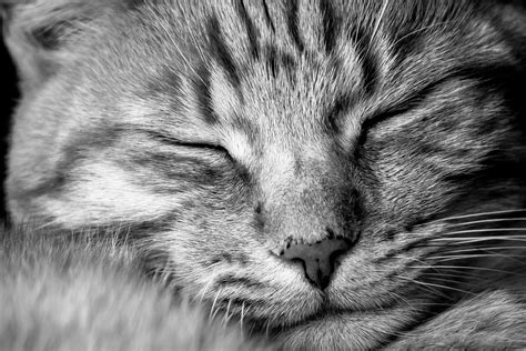 2200x1236 Black Cat Close Up Cute Domestic Eyes Feline Floor Furry Head Indoors