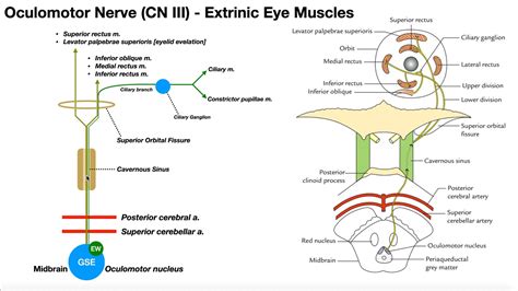 Cranial Nerve Iii Oculomotor Nerve [part 1] Origin Structure Pathway And Function Youtube
