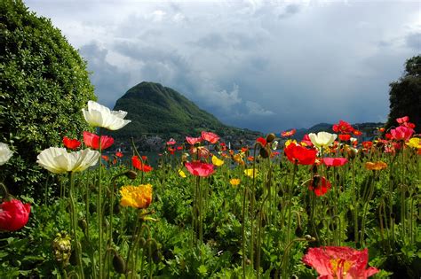 801667 Lugano Switzerland Sky Scenery Mountains Poppies Lake